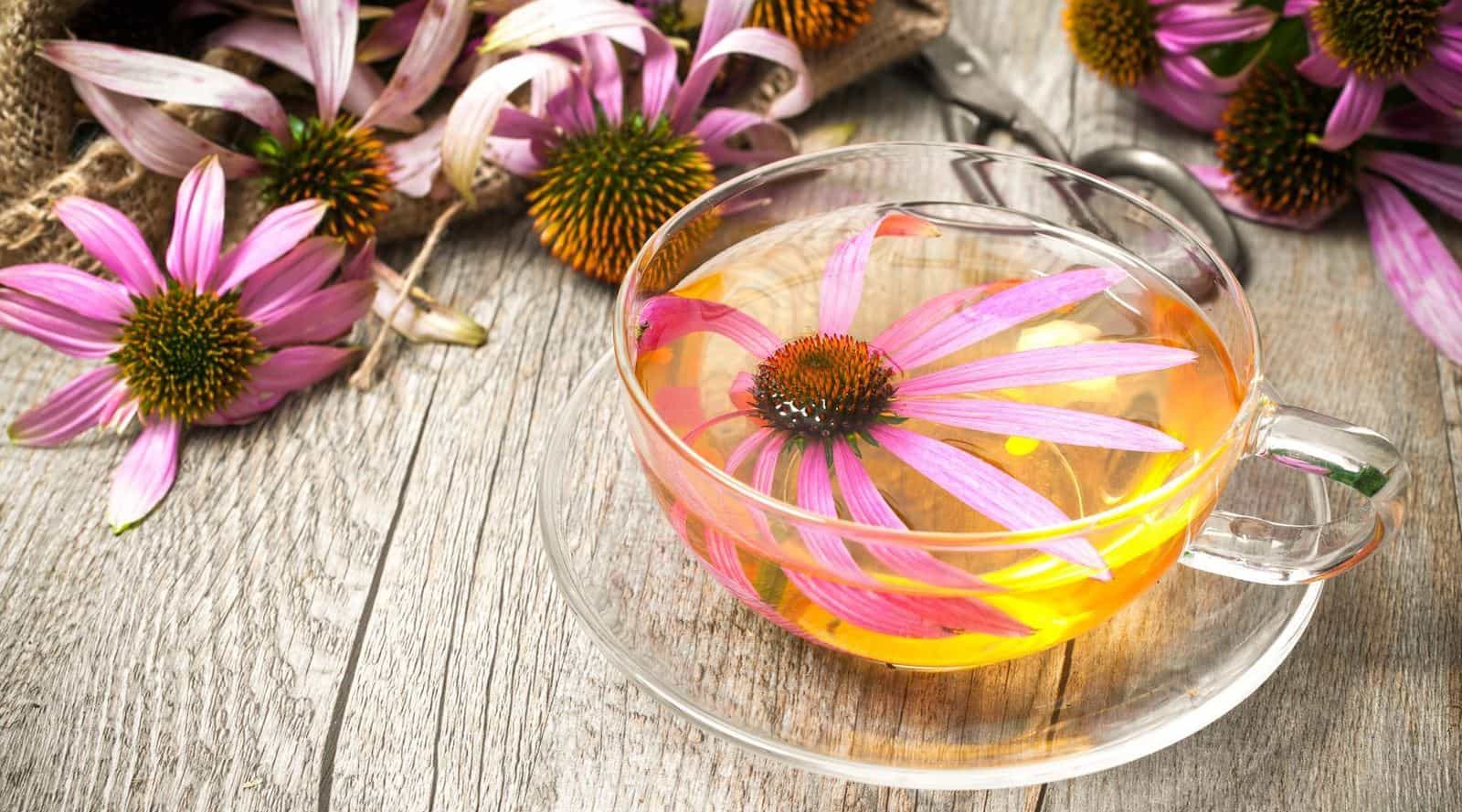 what is echinacea tea? and can it help a cold?