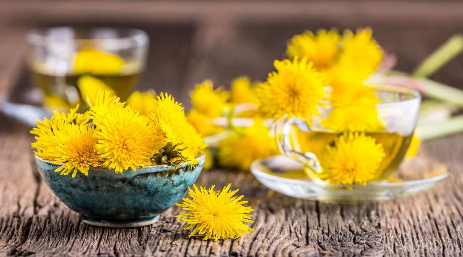 how to make dandelion tea – recipes and benefits