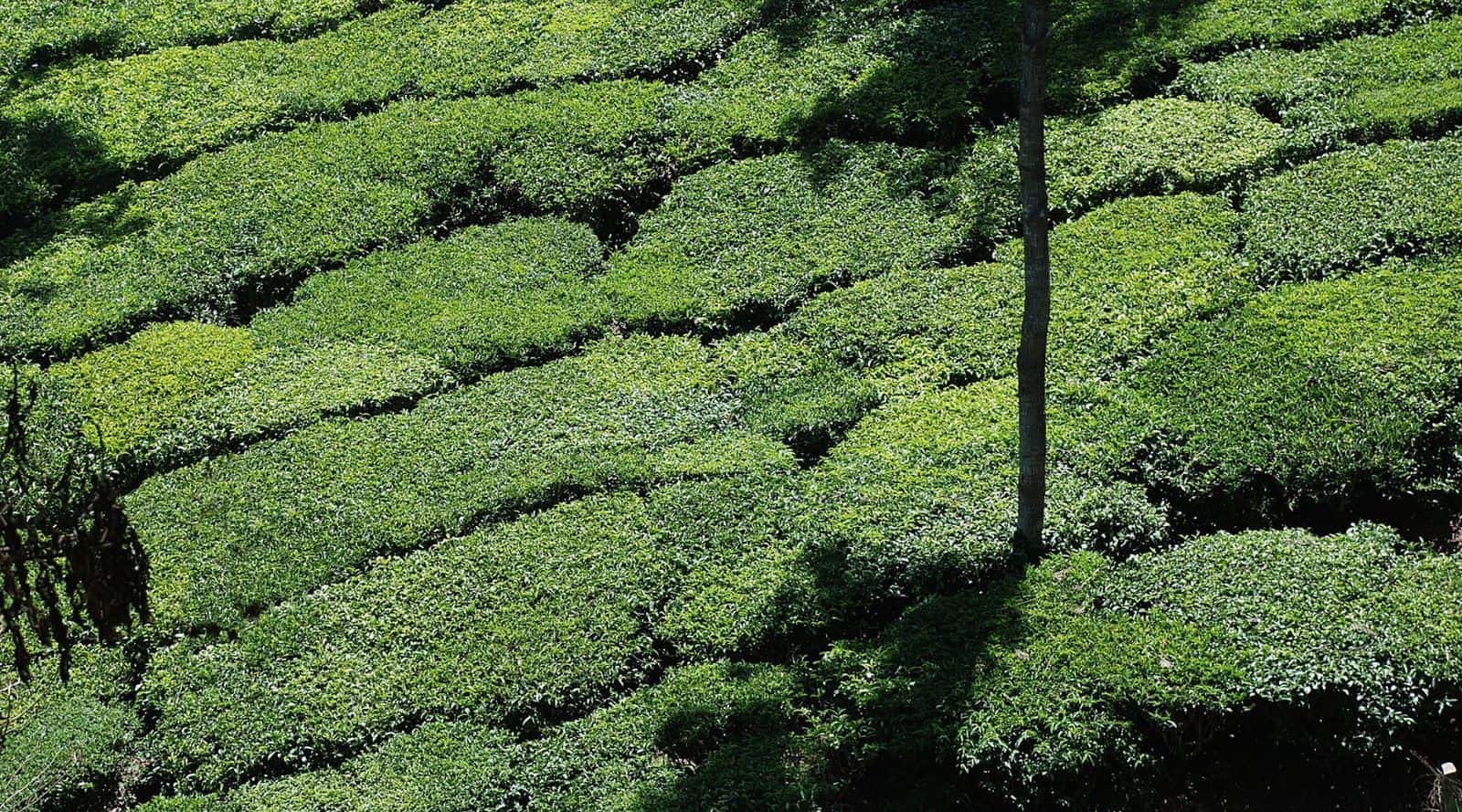 exploring india’s nilgiri tea growing region and its teas