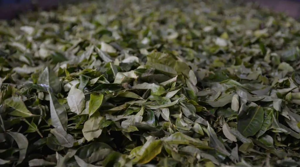 Tea Fermentation vs Oxidation - Knowing The Difference - topictea.com