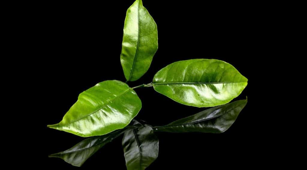 Lotus Leaf Shaped Metal Cha He Kungfu Tea Leaves Presentation Vessel & Scoop Set 