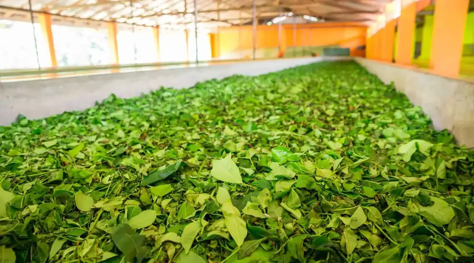 how tea is produced? tea processing and production steps