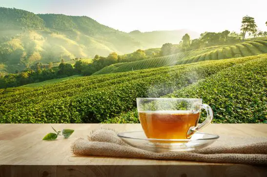 Is Tea Environmentally Friendly?